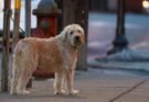 Is It Safe to Leave Your Dog Leashed Outside a Store?