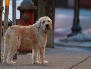 Dog leashed outside