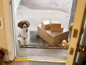 Photo of a small dog sitting outside doorway with stack of boxes next to it